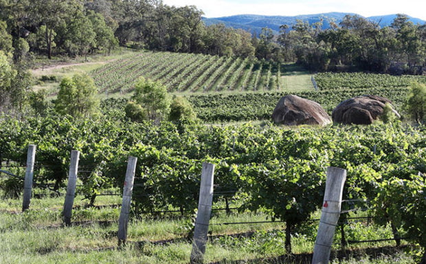 sirromet-wines-vineyard_granite-belt_1